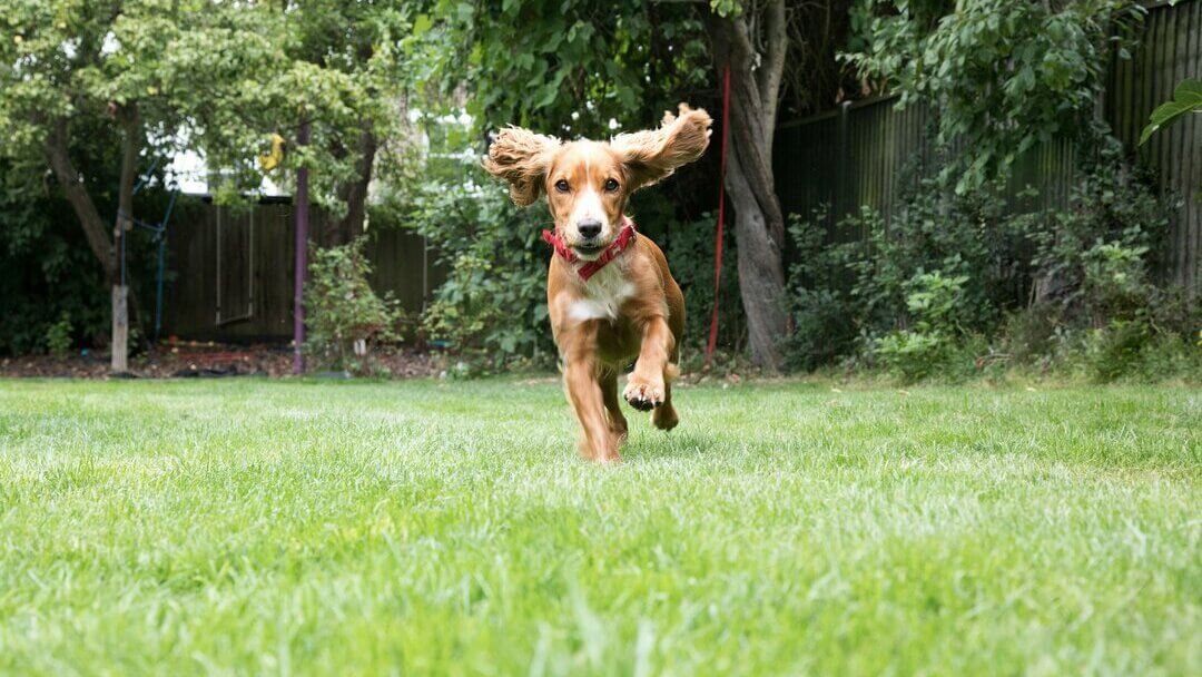 Second round of puppy best sale shots cost